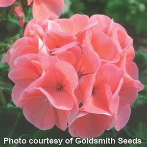 GERANIUM MAVERICK ROSA SALMONE NR.1000 SEMI